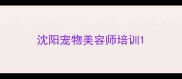 沈阳宠物美容师培训