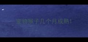 宠物猴子几个月成熟