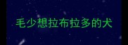 毛少想拉布拉多的犬