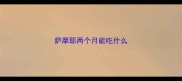 萨摩耶两个月能吃什么