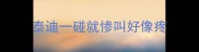 泰迪一碰就惨叫好像疼