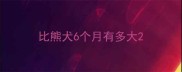 比熊犬6个月有多大