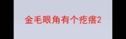 金毛眼角有个疙瘩