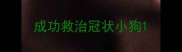 成功救治冠状小狗
