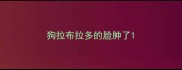 狗拉布拉多的脸肿了