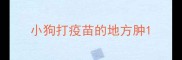 小狗打疫苗的地方肿