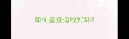 如何鉴别边牧好坏