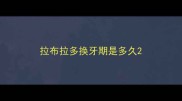 拉布拉多换牙期是多久