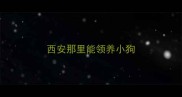 西安那里能领养小狗