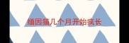 缅因猫几个月开始疯长