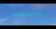 萨摩几个月长个子