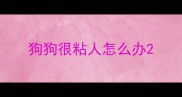 狗狗很粘人怎么办