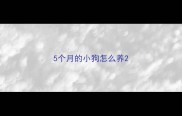 5个月的小狗怎么养