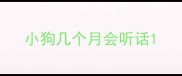 小狗几个月会听话
