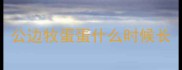 公边牧蛋蛋什么时候长