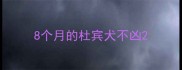 8个月的杜宾犬不凶