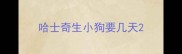 哈士奇生小狗要几天