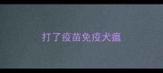 打了疫苗免疫犬瘟