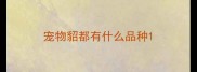 宠物貂都有什么品种