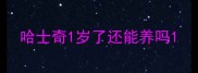 哈士奇1岁了还能养吗