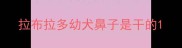 拉布拉多幼犬鼻子是干的