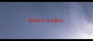 狗狗能吃马铃薯吗