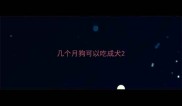 几个月狗可以吃成犬