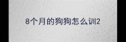8个月的狗狗怎么训