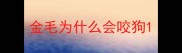 金毛为什么会咬狗