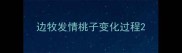 边牧发情桃子变化过程