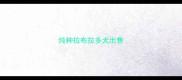 纯种拉布拉多犬出售