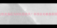 边牧洗澡后为何抗拒吹风科学皮毛敏感原因