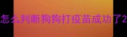 怎么判断狗狗打疫苗成功了