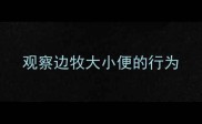 观察边牧大小便的行为