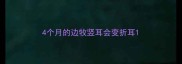 4个月的边牧竖耳会变折耳
