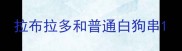 拉布拉多和普通白狗串
