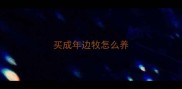 买成年边牧怎么养