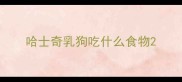 哈士奇乳狗吃什么食物