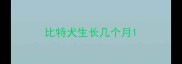 比特犬生长几个月