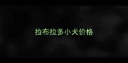 拉布拉多小犬价格