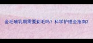金毛哺乳期需要剃毛吗科学护理全指南