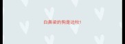 白鼻梁的狗是边牧