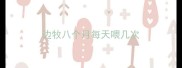 边牧八个月每天喂几次