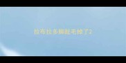 拉布拉多脚趾毛掉了