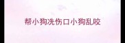 帮小狗冼伤口小狗乱咬