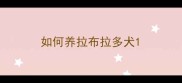 如何养拉布拉多犬