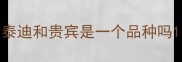 泰迪和贵宾是一个品种吗
