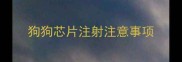 狗狗芯片注射注意事项