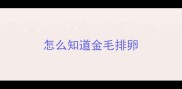 怎么知道金毛排卵