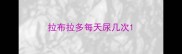 拉布拉多每天尿几次